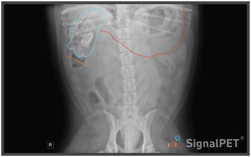 Radiology Case of the Week Canine Gastrointestinal Foreign Body